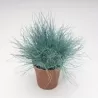 Festuca valesiaca BUDDY BLUE