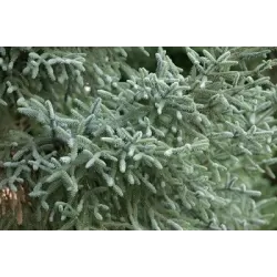 Abies pinsapo GLAUCA