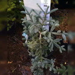 Abies pinsapo GLAUCA