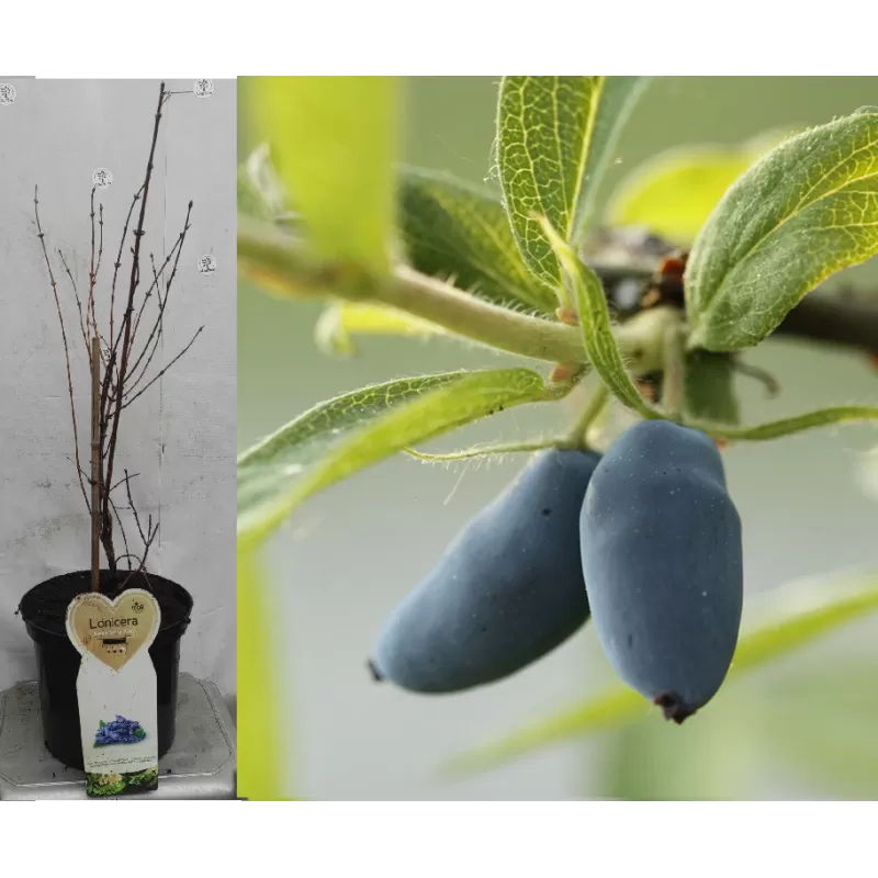 Melsvauogio sausmedžio altajinis porūšis - Lonicera caerulea subsp. altaica ALTAJ