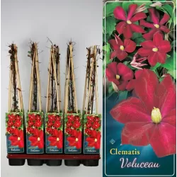 Raganė - Clematis VOLUCEAU