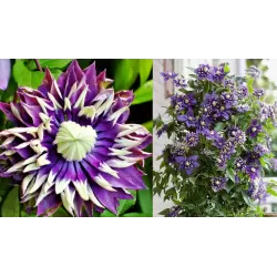 Gausiažiedė raganė - Clematis florida TAIGA