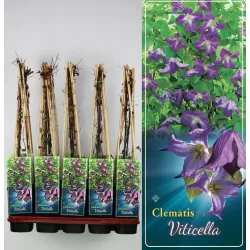 Mėlynžiedė raganė - Clematis viticella