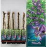 Clematis Viticella P14 C2