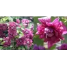Mėlynžiedžių raganių Clematis Purpurea Elegens sodinukai su pristatymu į namus