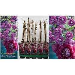 Mėlynžiedė raganė - Clematis viticella PURPUREA PLENA ELEGANS