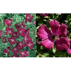 Mėlynžiedė raganė - Clematis Viticella grp rubra