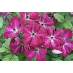 Mėlynžiedė raganė - Clematis viticella RUBRA