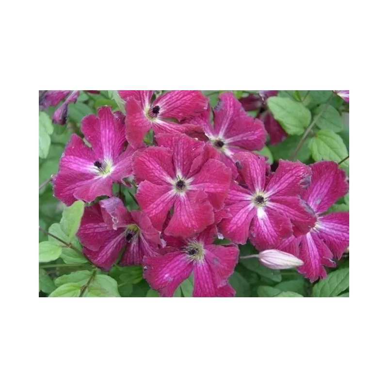 Mėlynžiedė raganė - Clematis viticella RUBRA