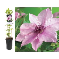 Plačiažiedė raganė - Clematis patens PINK FANTASY