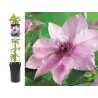 Plačiažiedė raganė - Clematis patens PINK FANTASY