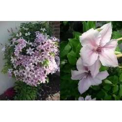 Clematis Pink Fantasy C2.5