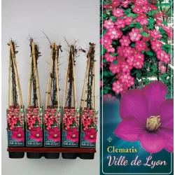 Clematis VILLE DE LYON