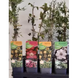 Plačiažiedė raganė - Clematis patens VILLE DE LYON