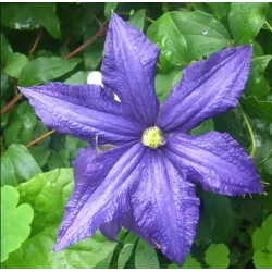 Clematis Rhapsody P14C2