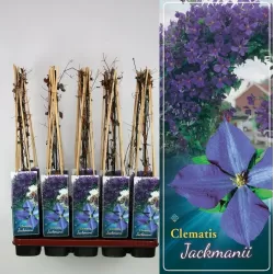 copy of Raganė (stambiažiedė žakamano) - Clematis Jackmanii P14 C2