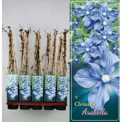 Clematis ARABELLA