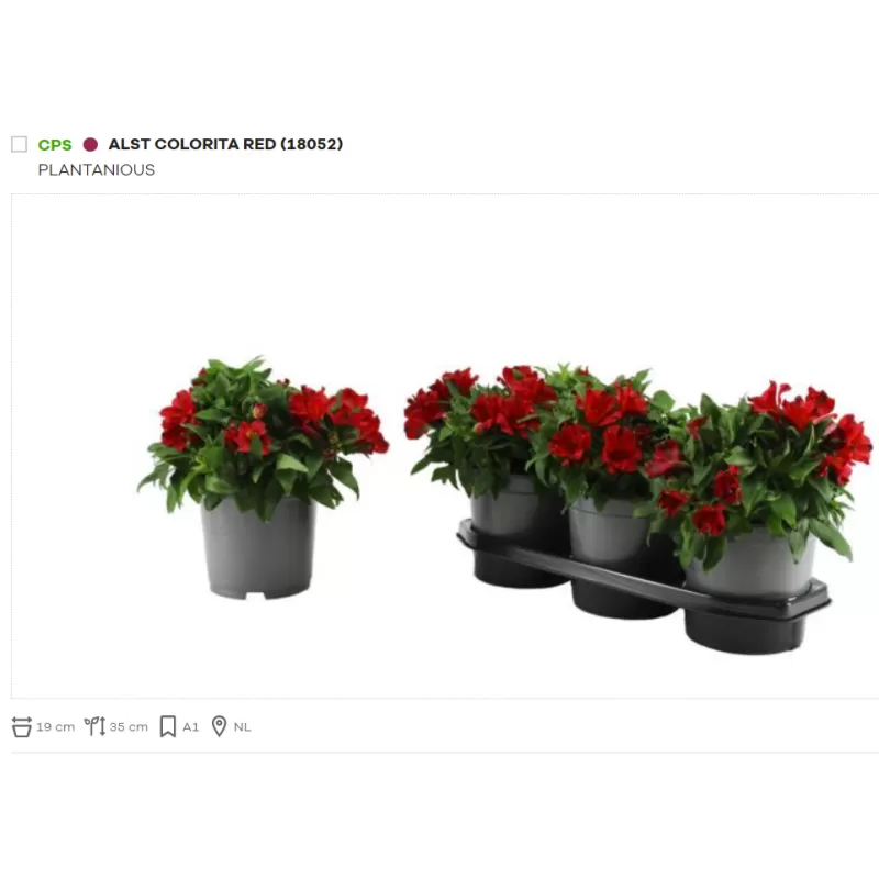 Alstromerija - Alstroemeria COLORITA RED P19