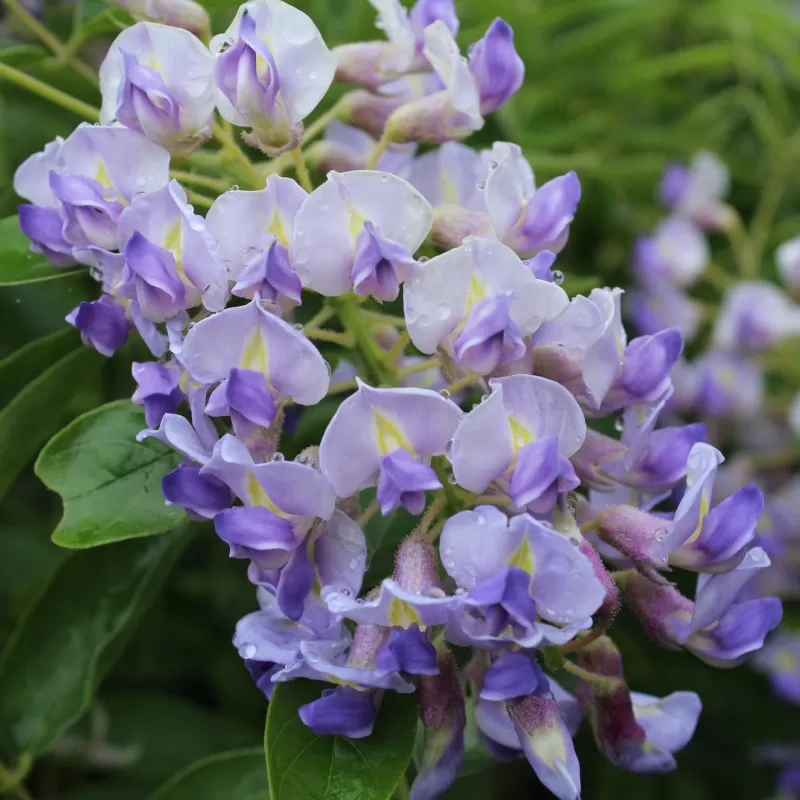 Stambiakekė visterija - Wisteria macrostachys BLUE MOON Stambiakekė visterija - Wisteria macrostachys BLUE MOON