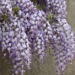 copy of Visterija - Wisteria flor. Domino C7 šakota 180 cm