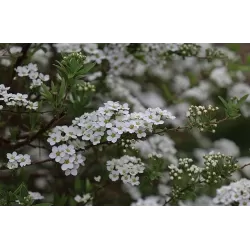 Pilkoji lanksva - Spiraea cinerea