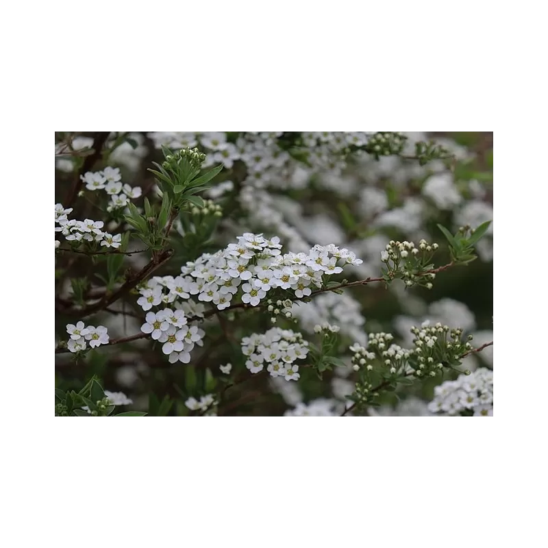 Spiraea cinerea