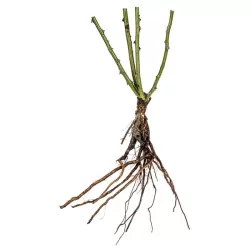 Rožė - Rosa Gallica Versicolor Rosa Mundi