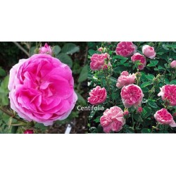 Rožė - Rosa GALLICA CENTIFOLIA