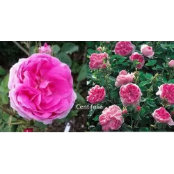 Rožė - Rosa GALLICA CENTIFOLIA