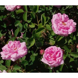 Rožė - Rosa GALLICA CENTIFOLIA 2026 m