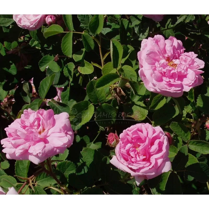 Rožė - Rosa GALLICA CENTIFOLIA