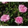 Rožė - Rosa GALLICA CENTIFOLIA