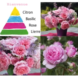 Užsisakyk augalus pavasariui jau dabar