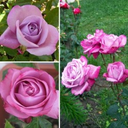 Rožė - Rosa BLUE RIVER (Korsicht)