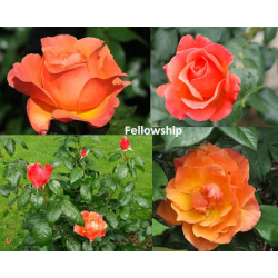 Rožė - Rosa FELLOWSHIP