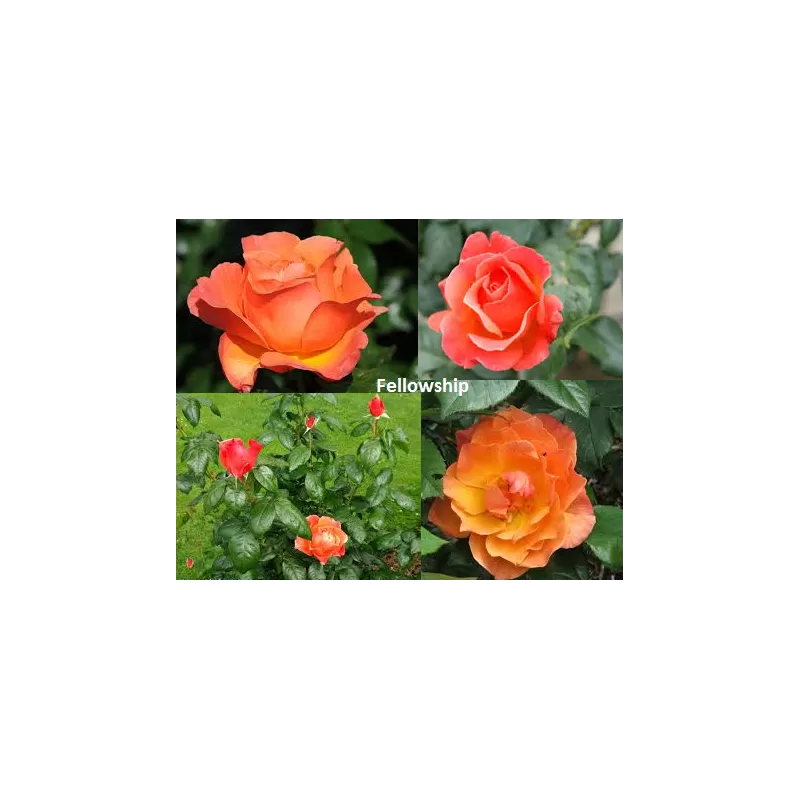Rožė Fellowship - Rosa Fellowship (Harwelcome)