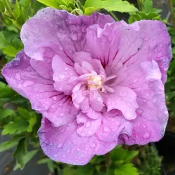 Hibiscus syriacus LAVENDER CHIFFON