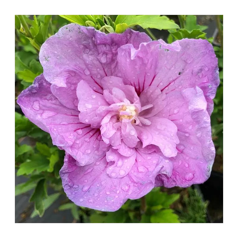 Hibiscus syriacus LAVENDER CHIFFON