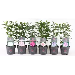 Hibiscus syriacus RED HEART