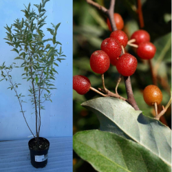 Autumn Olive - Elaeagnus umbellata
 Container-P12X12X19/C2 Height-40-60CM Select-pavasario pristatymui