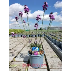 copy of Tvertikas - Erysimum Bowles's Mauve 12Ø gyva foto 2022-04-12