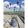 copy of Tvertikas - Erysimum Bowles's Mauve 12Ø gyva foto 2022-04-12