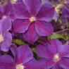 Raganė - Clematis STAR OF INDIA