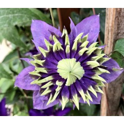 Gausiažiedė raganė - Clematis florida TAIGA