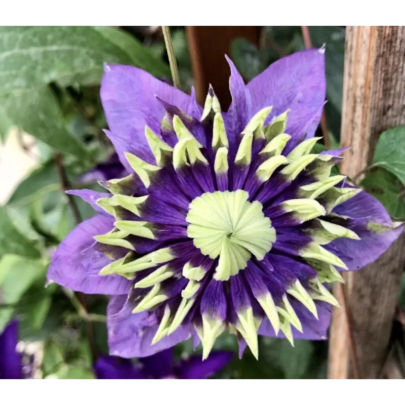 Gausiažiedė raganė - Clematis florida TAIGA