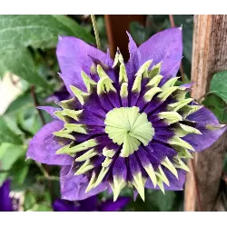 Gausiažiedė raganė - Clematis florida TAIGA