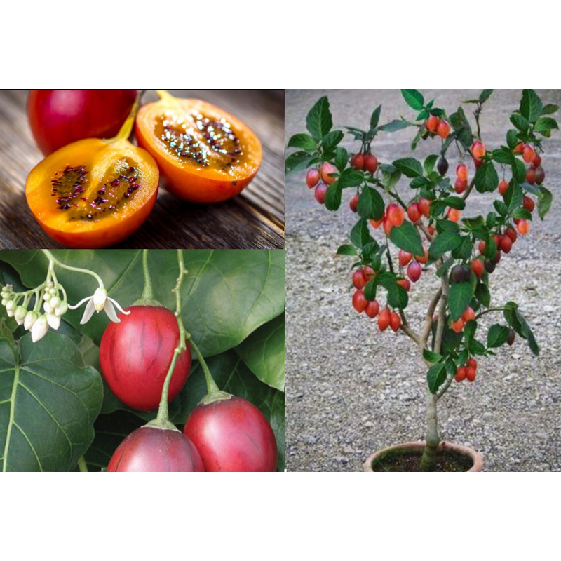 Pomidorų Medis (Tamarillo) - Cyphomandra betacea (Solanum abutiloides ...