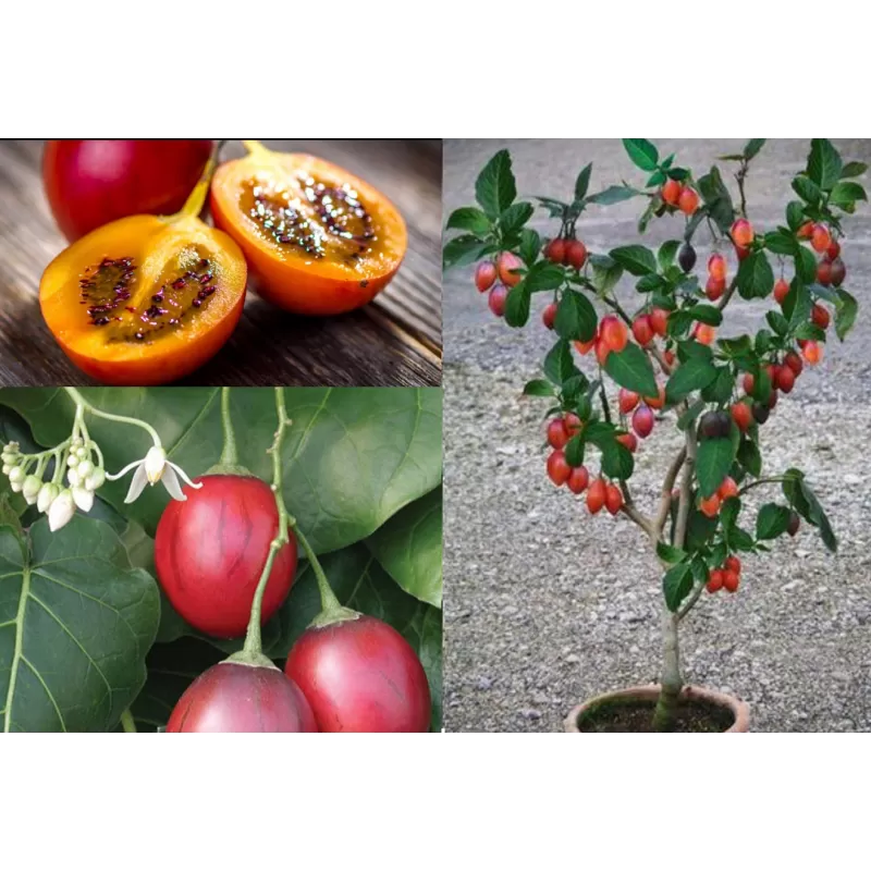 Pomidorų Medis (Tamarillo) - Cyphomandra betacea (Solanum abutiloides) Pomidorų Medis (Tamarillo) - Cyphomandra betacea (Solanum abutiloides)
