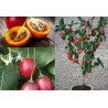Pomidorų medis Tamarillo