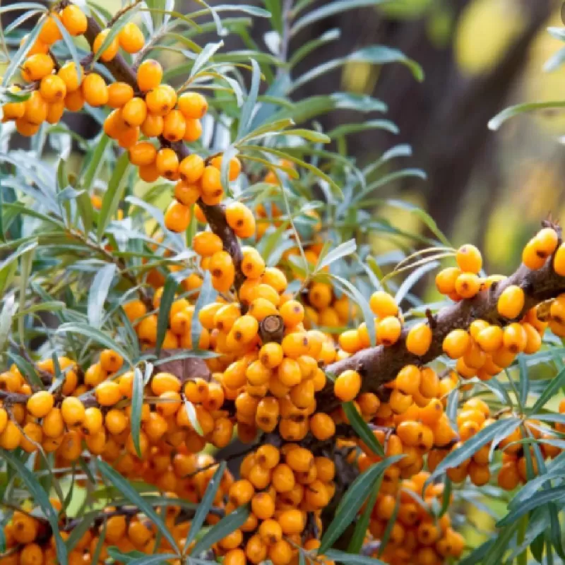 Sea Buckthorn - Hippophae rhamnoides FRIESDORFER ORANGE